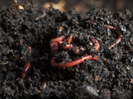 nuespora vermicompost